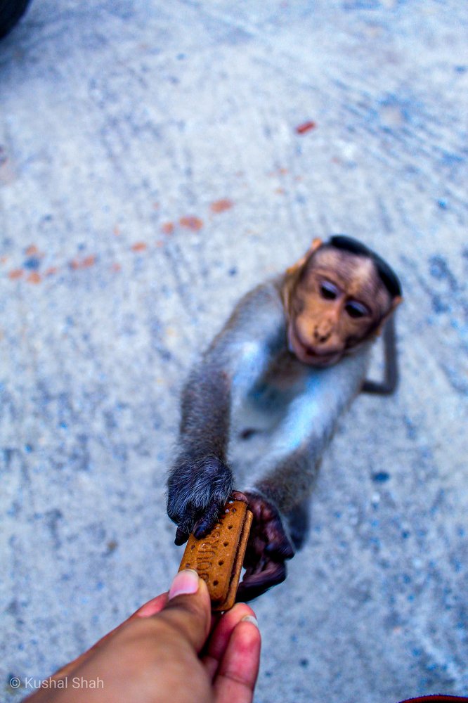 Photograph by Kushal P Shah