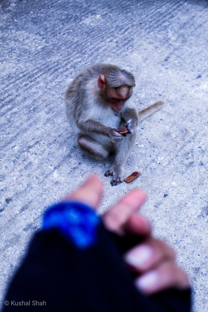 Photograph by Kushal P Shah