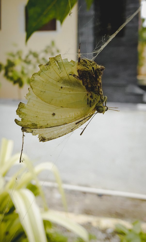 Butterfly in spider web
