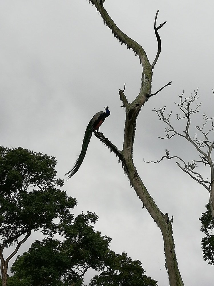 Photograph by Harishankar E