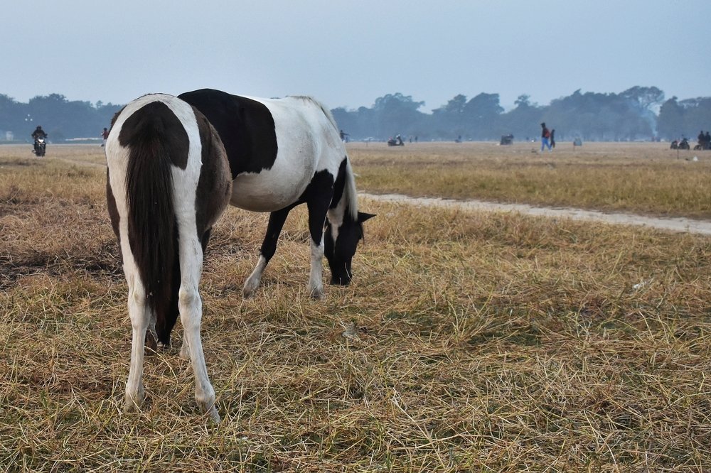 Photograph by  GOPAL PARBAT
