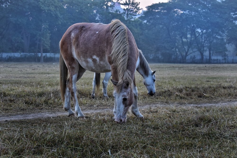 Photograph by  GOPAL PARBAT