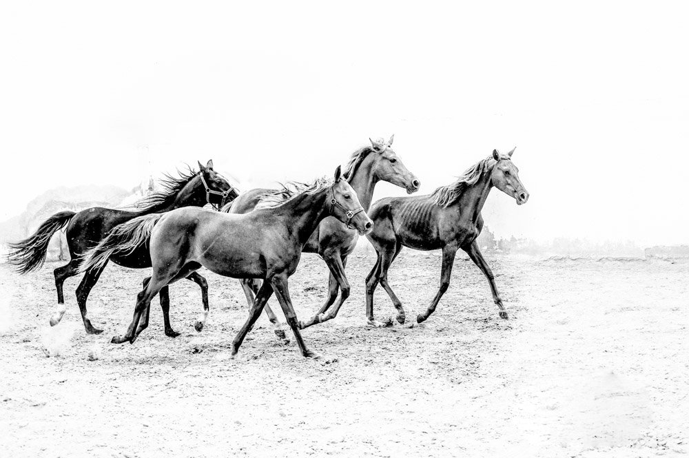 Photograph by Tounekti Abdallah