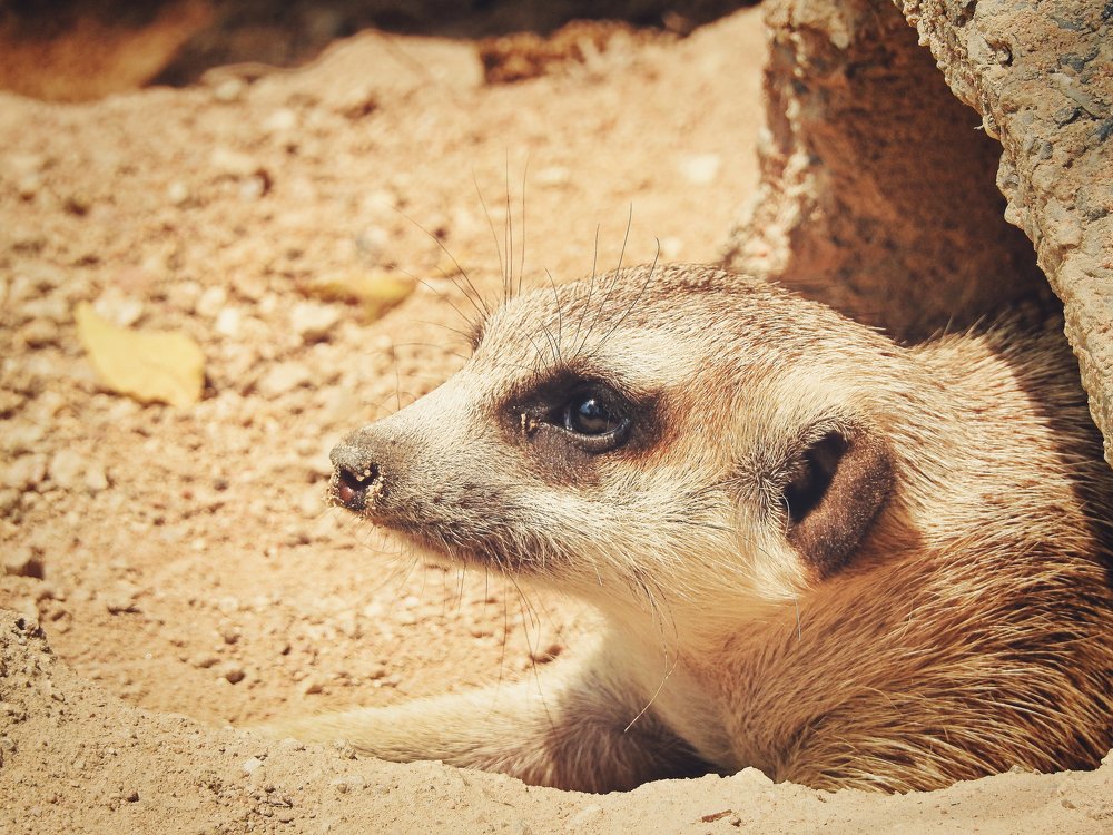 A portrait of a meerkat