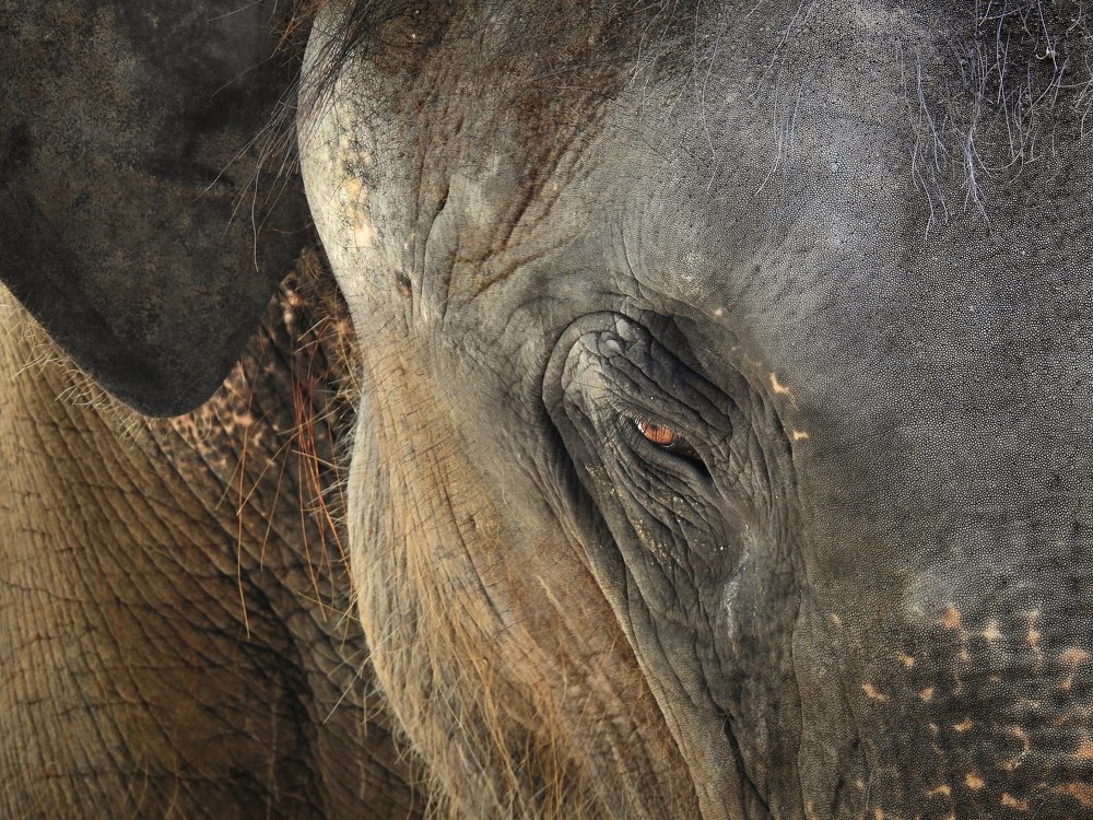 A portrait of an elephant