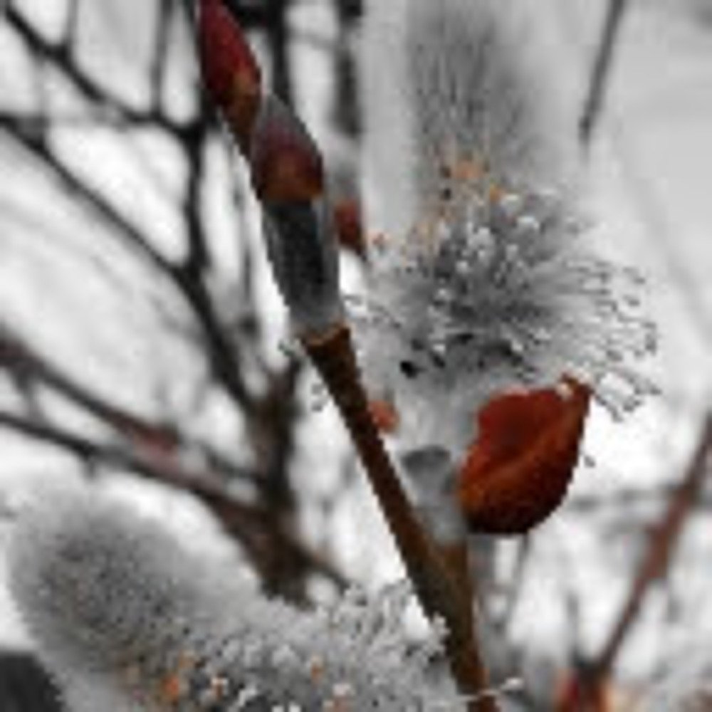Vida en blanco y negro