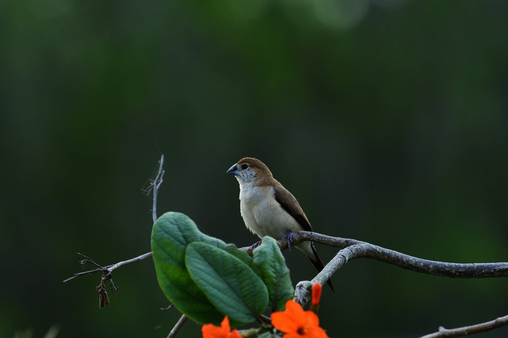 Photograph by Ramanuj Pandey