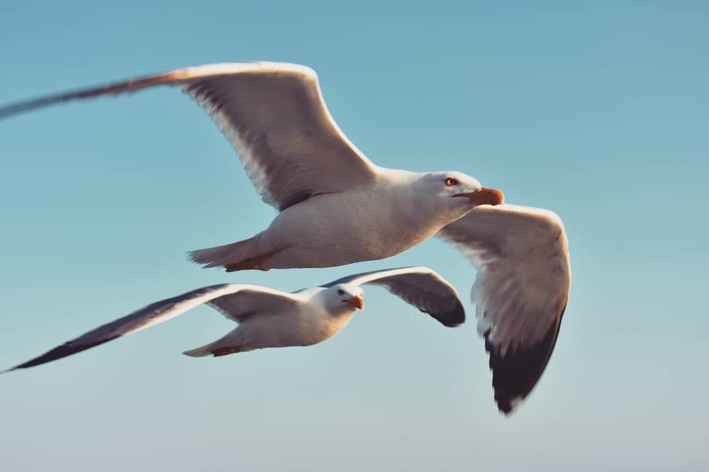 Расправляя крылья...