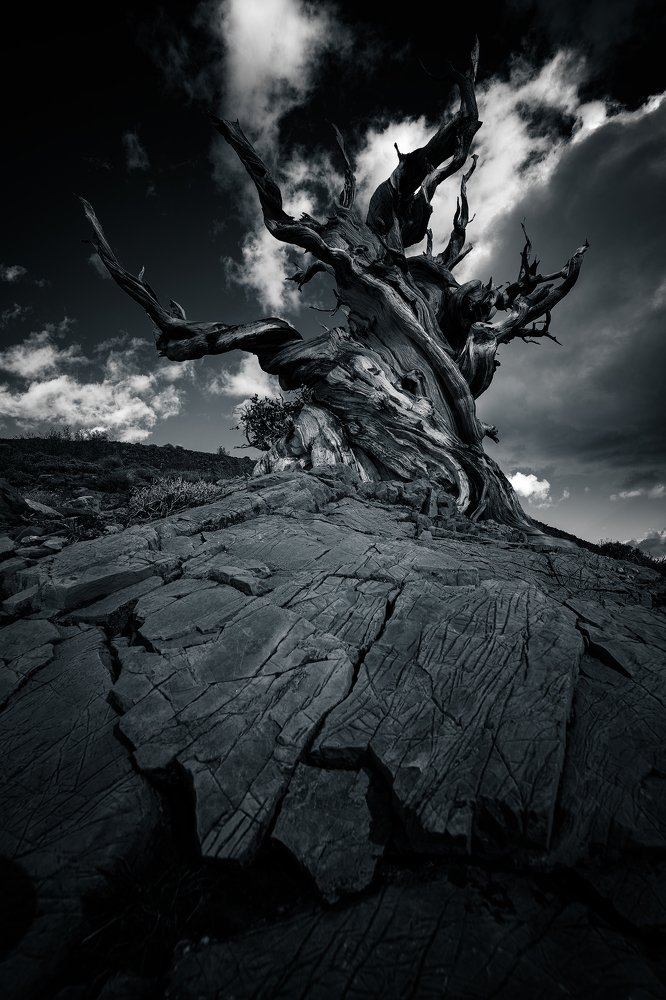 Photograph by Carlos Cuervo