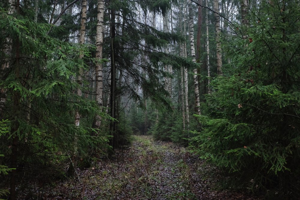 Photograph by Anna Saltykowa