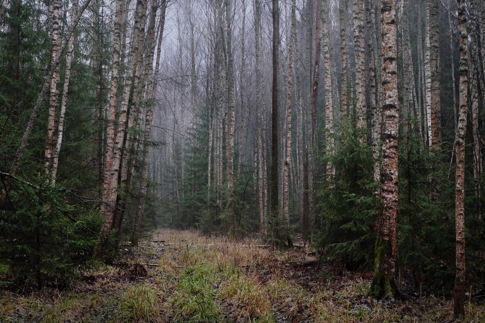 Photograph by Anna Saltykowa