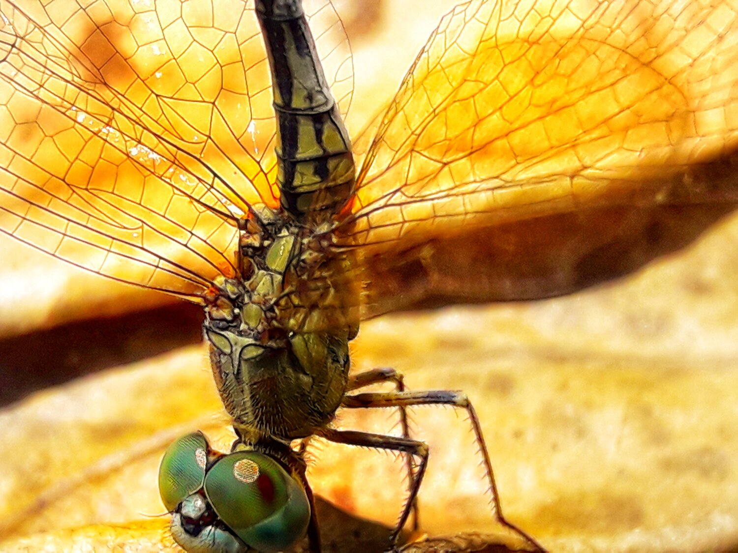 The Natural Helicopter