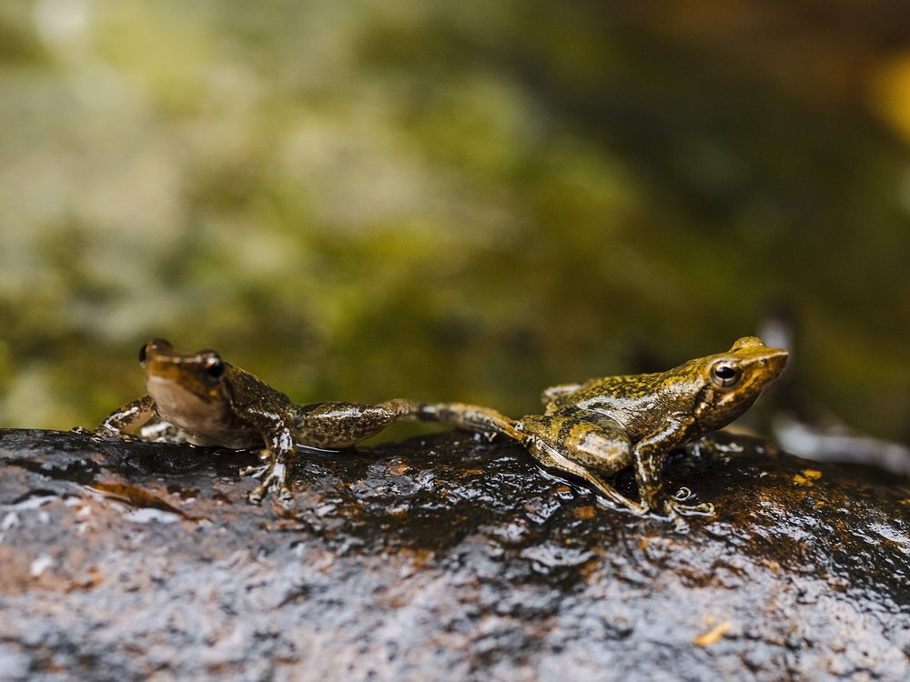 Photograph by ashok manjanath