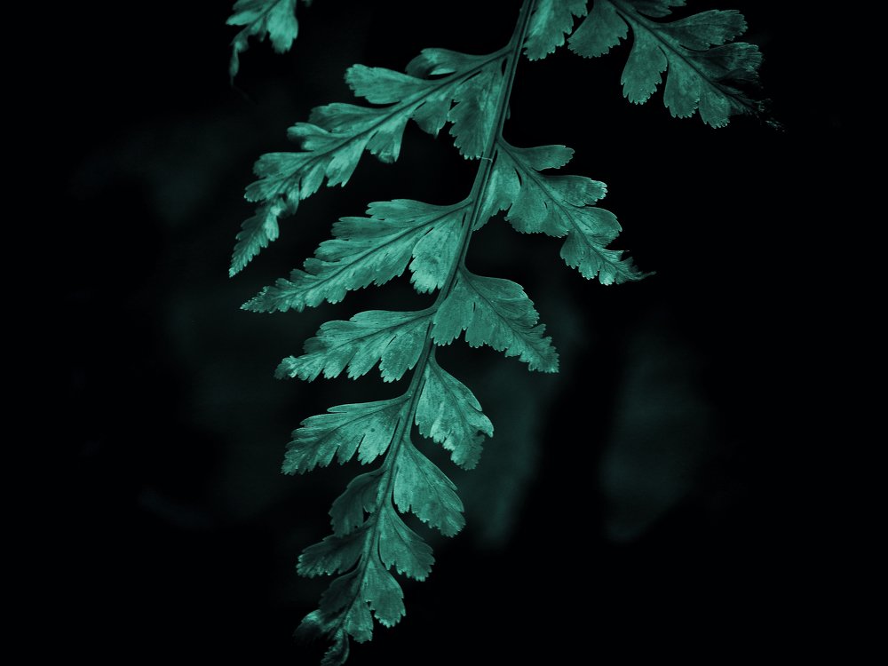 Mystic fern