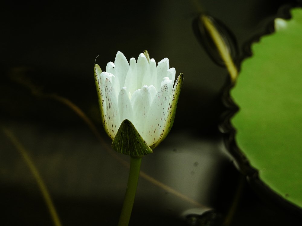 White lotus