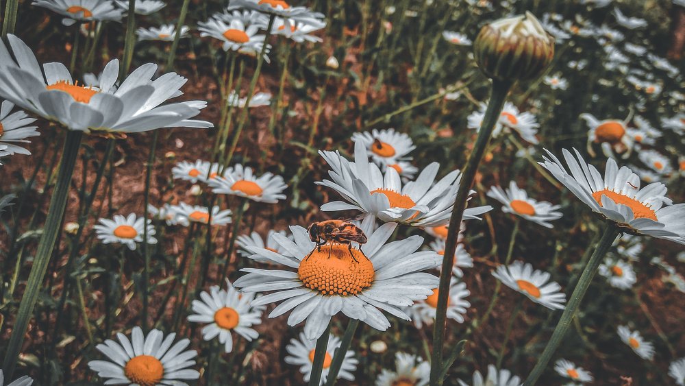 Photograph by Hamza Mubeen