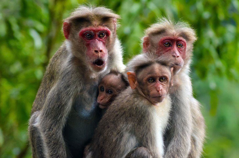 Photograph by Salman Farasy