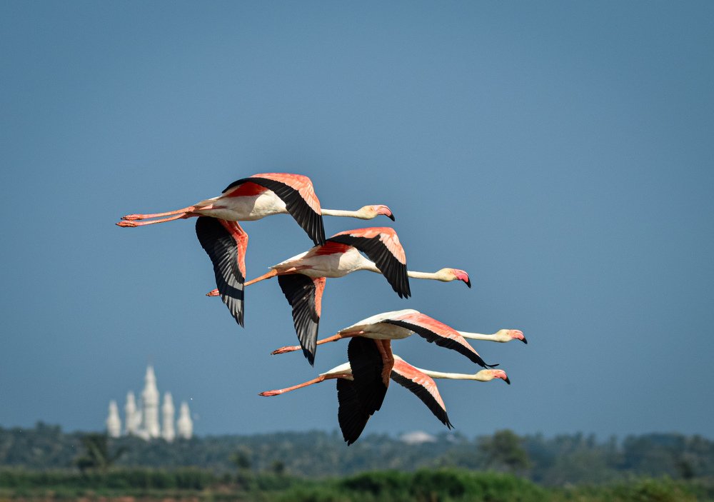 Photograph by Salman Farasy