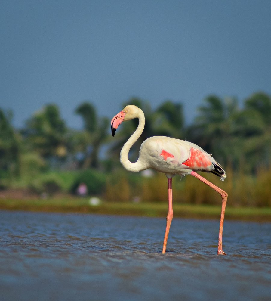 Photograph by Salman Farasy