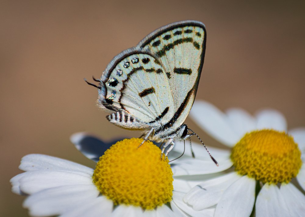 Фотография автора Ebrahim Rahiminezhad