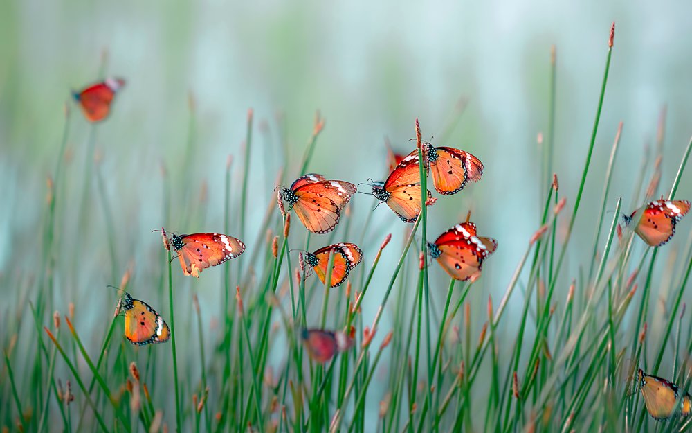 Flock of Butterflies