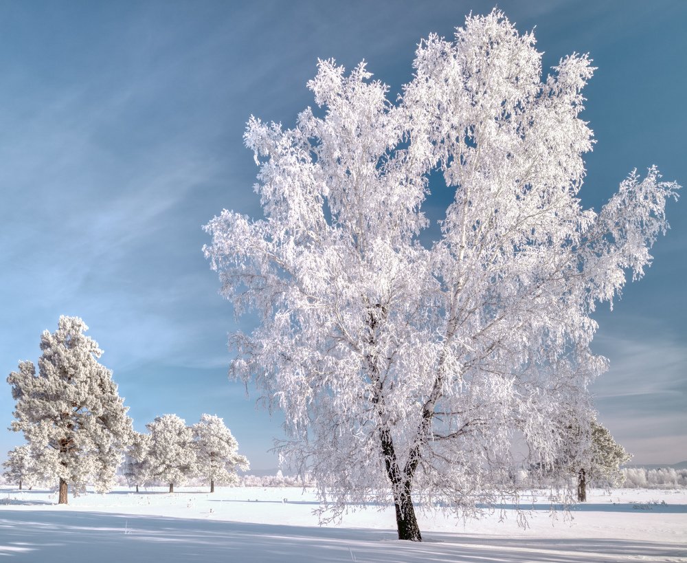 Зимний цвет...  Winter color ...