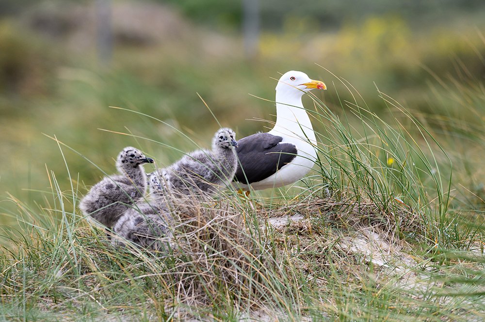 Photograph by Jürgen Wöhrle