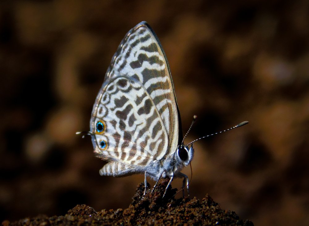 Zebra blue Butterfly