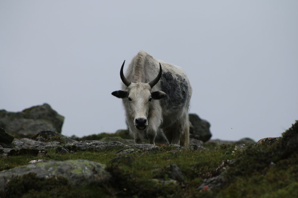 yak in the lap of mountains