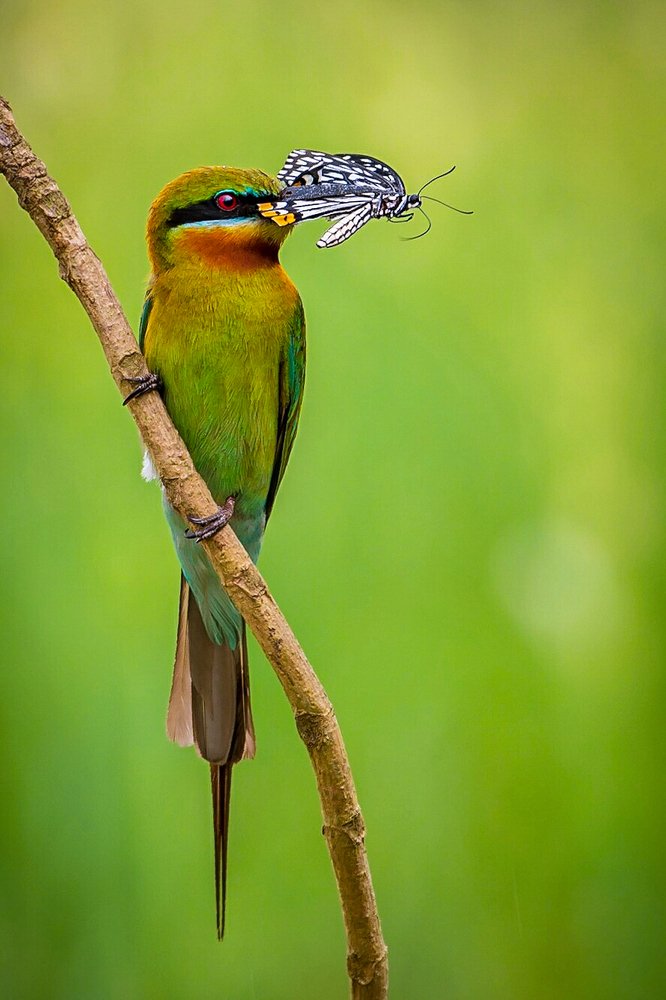 The beautiful prey..