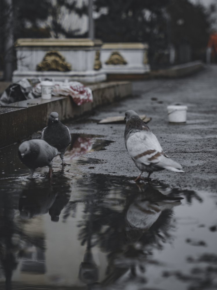 Photograph by Roman Ten