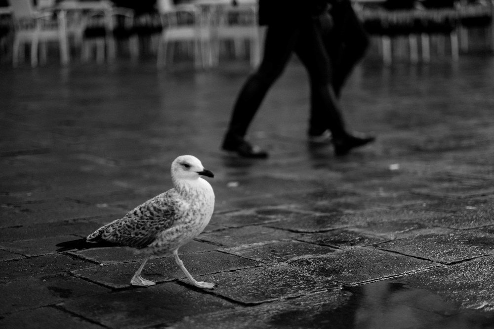 Photograph by Ірина Дрок