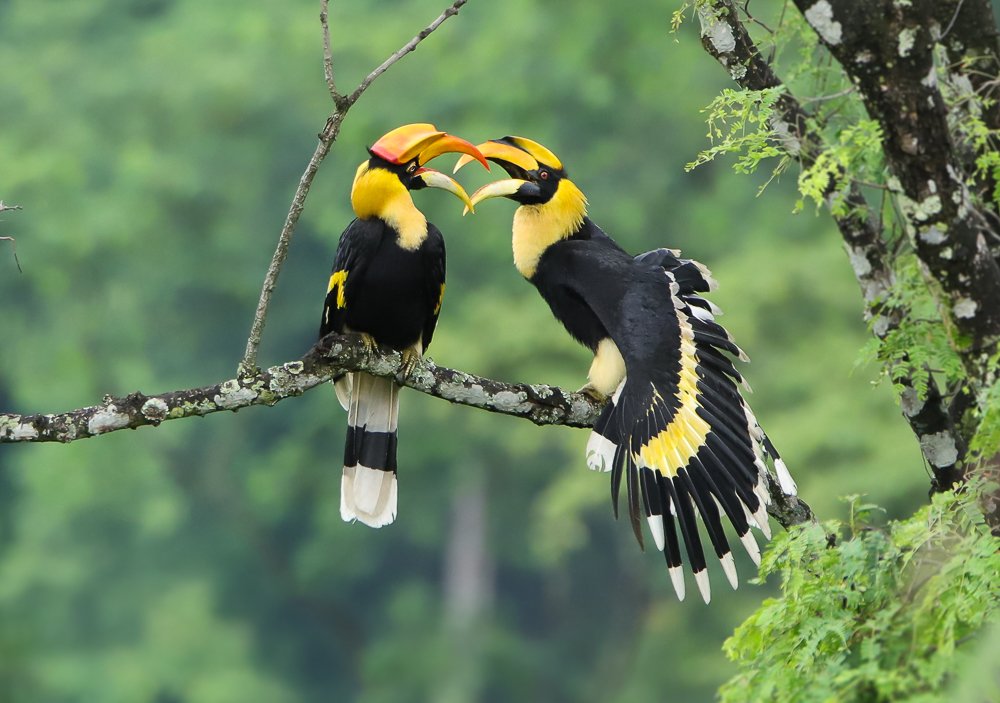 behaviour of great hornbill