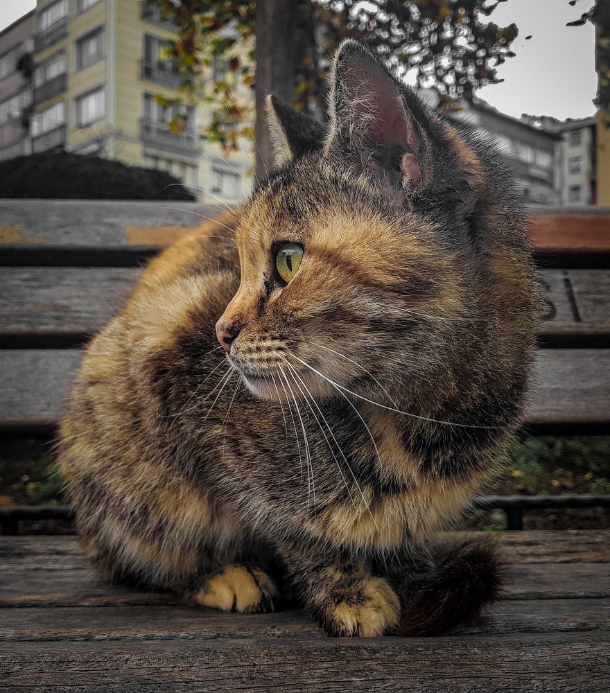 Photograph by Farouk Idriss