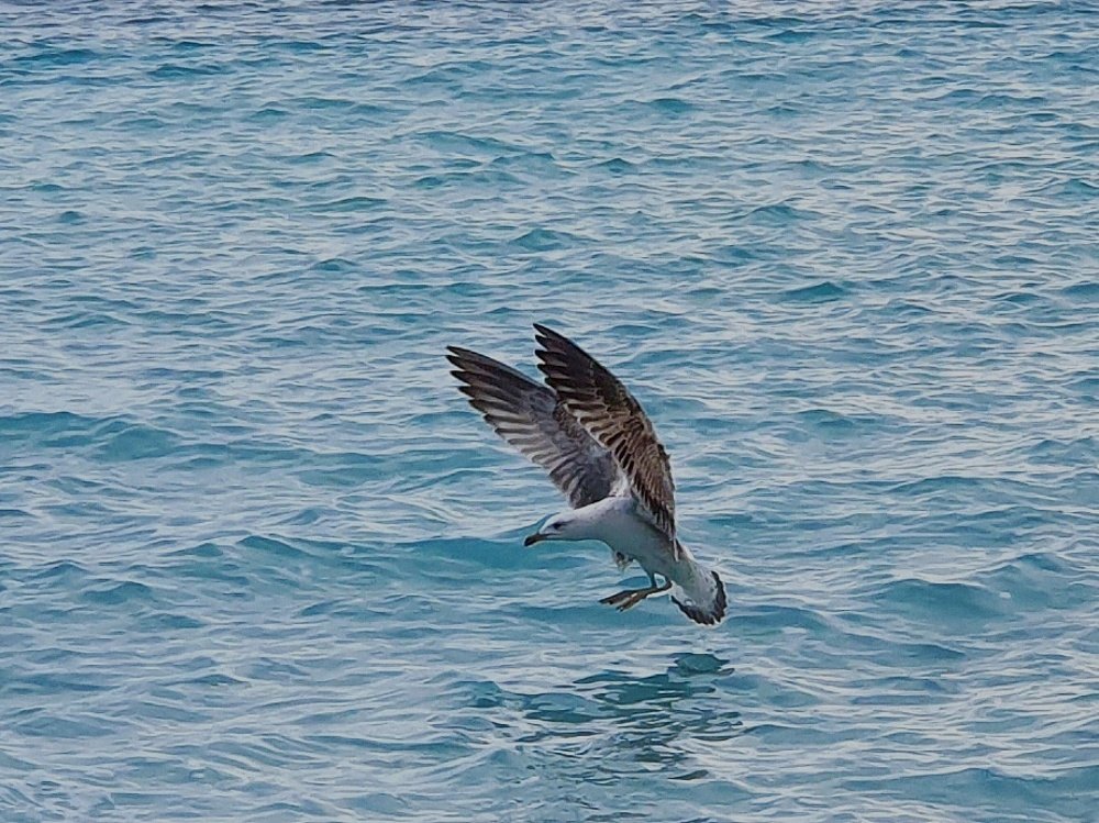 Landing of a sea gull