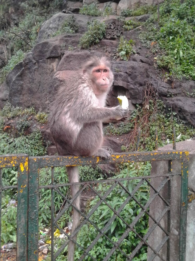 Struggle for Survival