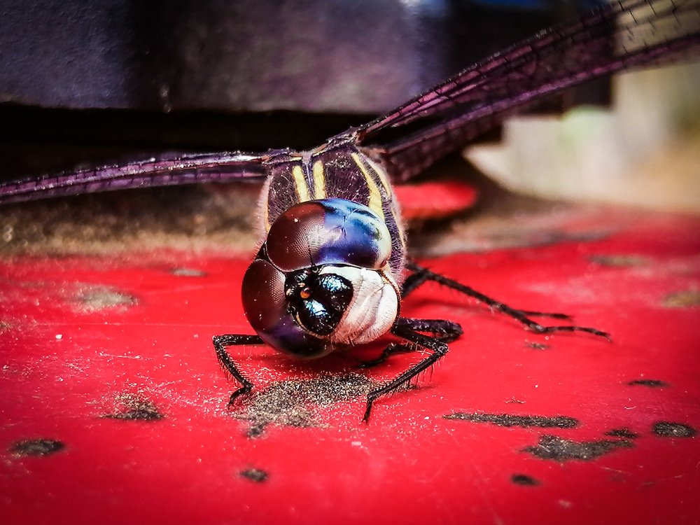 Photograph by Jame Daliva