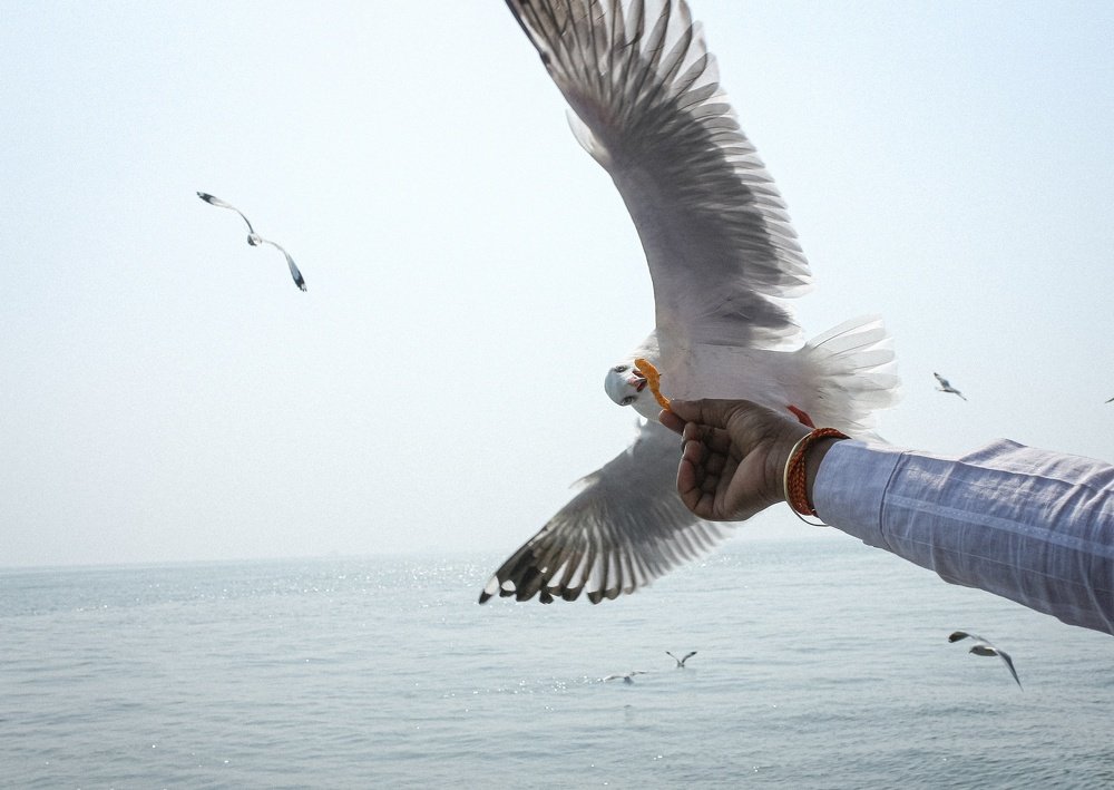 Seagull Bird