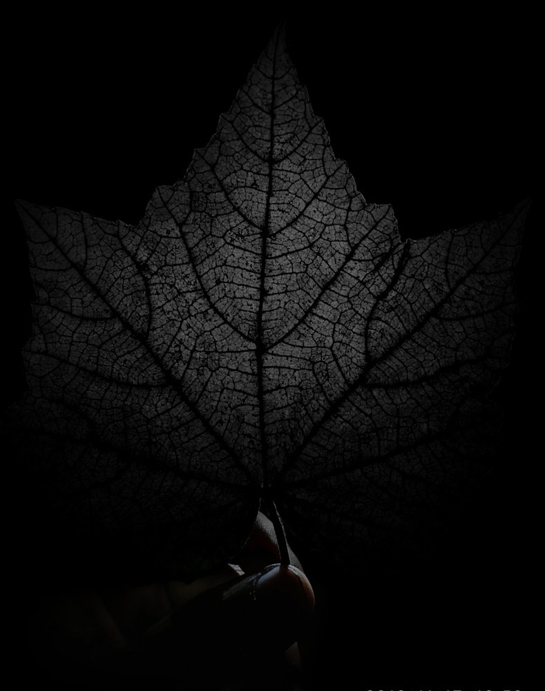 Photograph by Subham Biswas