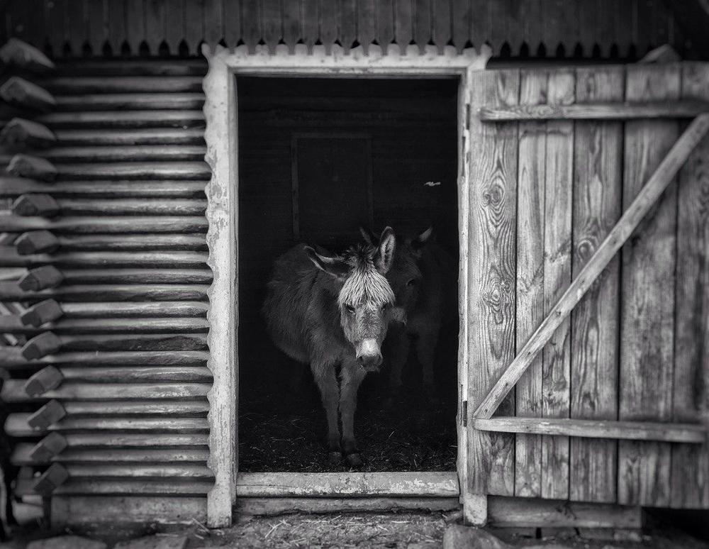 Photograph by Serhii Zaikovskyi