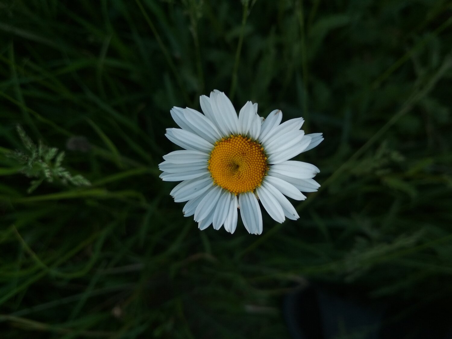 God's flower
