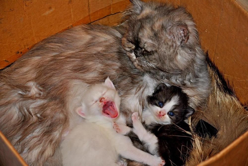 Photograph by Елена Хейликова