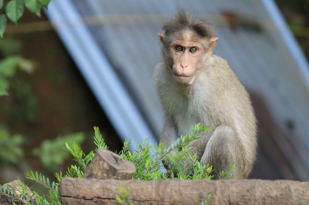 Фотография автора Afzal Khan