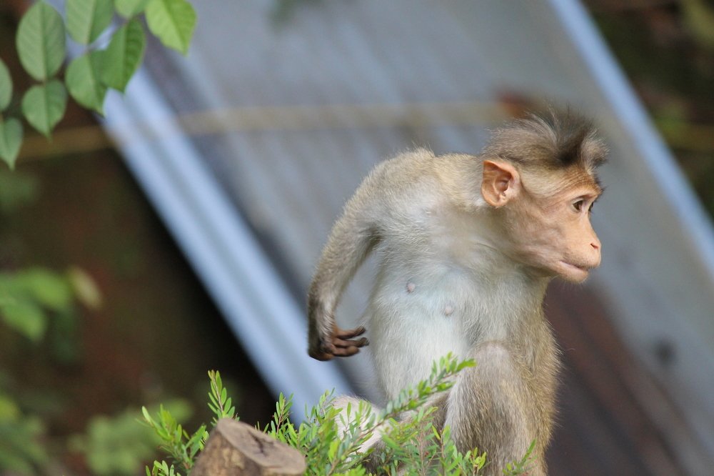 Фотография автора Afzal Khan