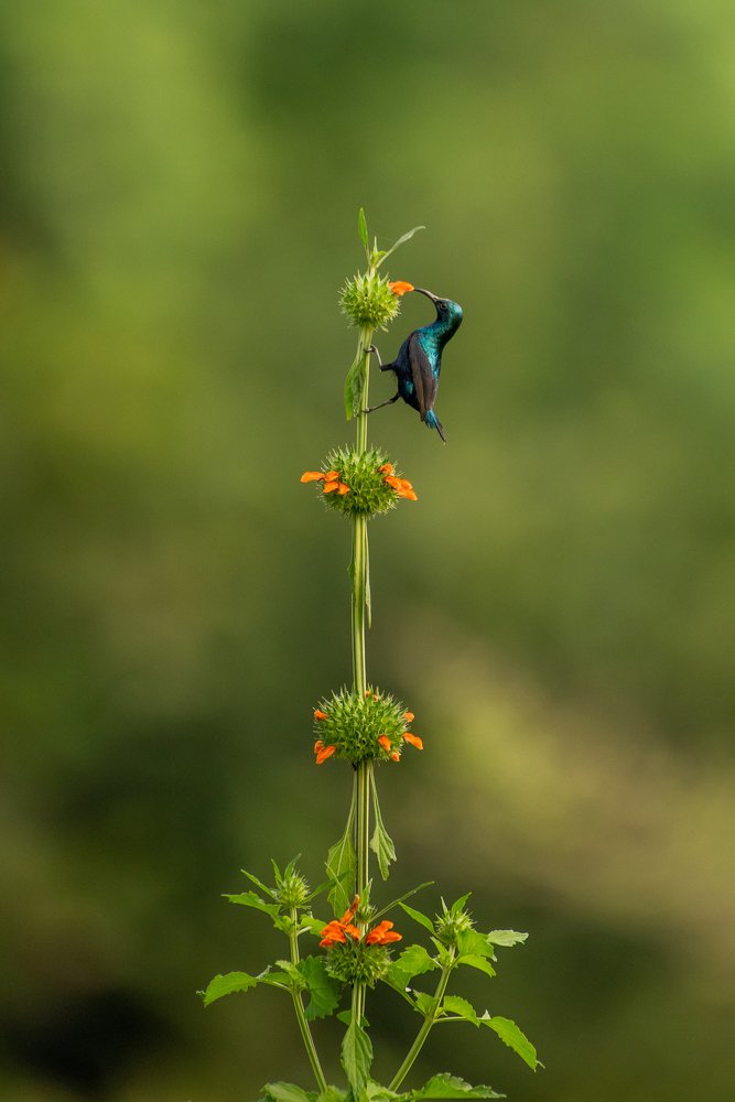 Pollination feat. Purple Sunbird!