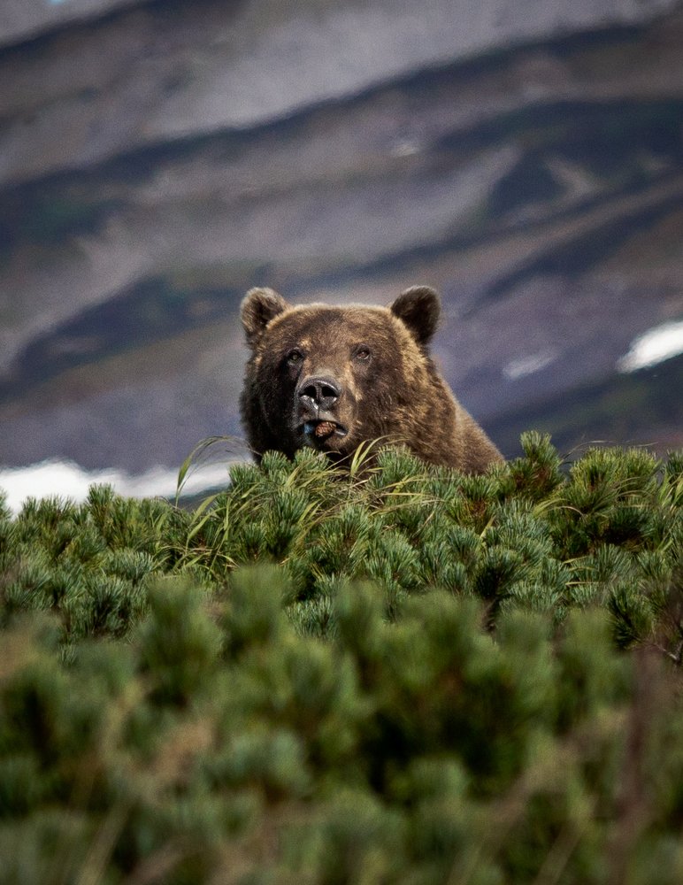 Мишка и шишка