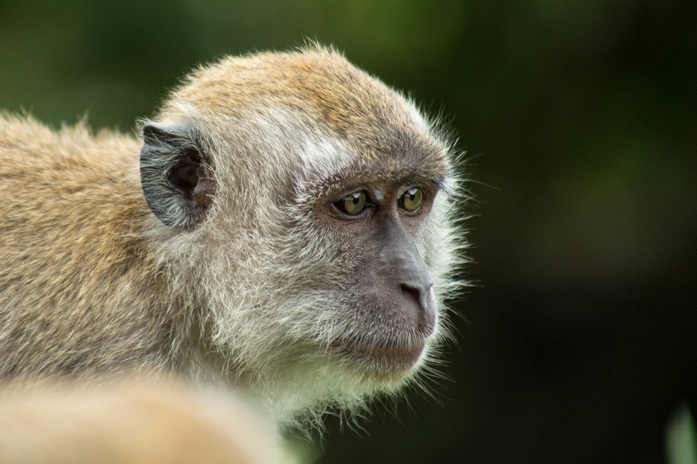 Photograph by Syafri Gamal