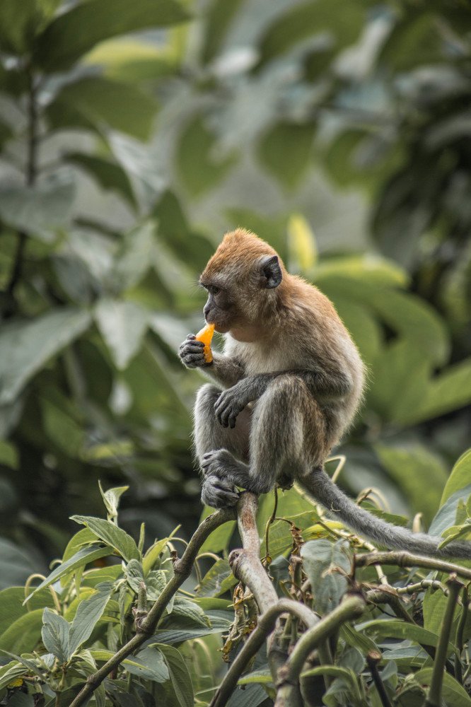 Photograph by Syafri Gamal