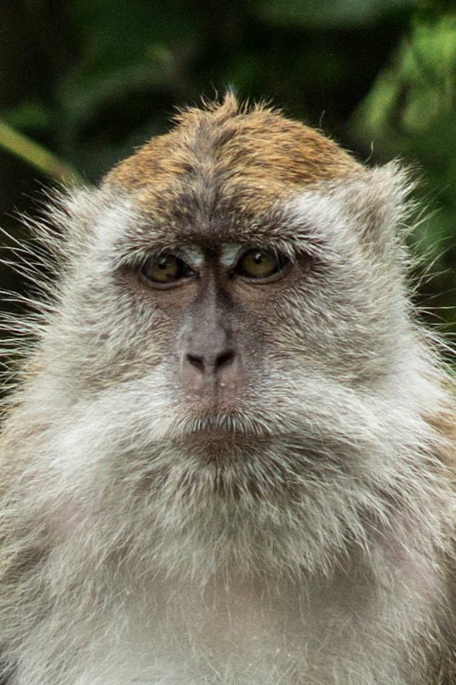 Photograph by Syafri Gamal