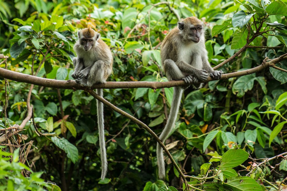 Photograph by Syafri Gamal